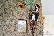 Centro visite del Parco Naturale Monte Corno - Esposizione piano terra